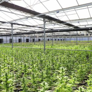 La Guardia Civil desmantela un cultivo de 464 plantas de marihuana en La Rinconada tras una denuncia anónima
