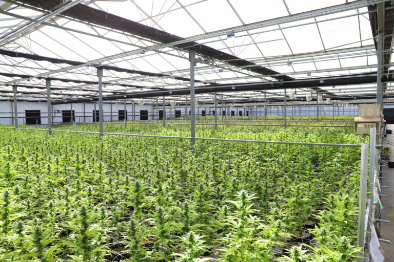 La Guardia Civil desmantela un cultivo de 464 plantas de marihuana en La Rinconada tras una denuncia anónima
