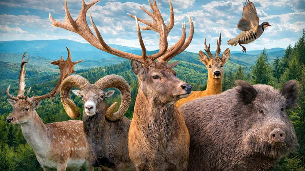Trofeo Caza y Conservación reúne actualidad, análisis y entretenimiento cinegético