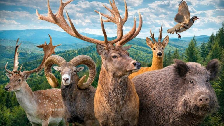 Trofeo Caza y Conservación reúne actualidad, análisis y entretenimiento cinegético