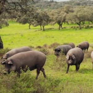 Cómo conservar una pieza de jamón ibérico en verano sin alterar sus cualidades