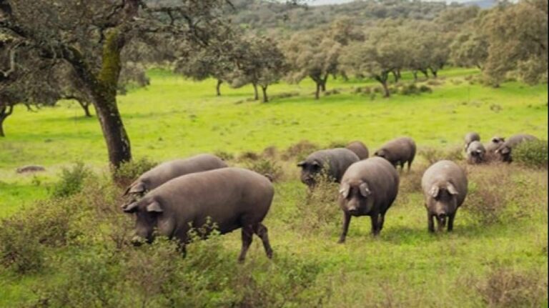 Cómo conservar una pieza de jamón ibérico en verano sin alterar sus cualidades