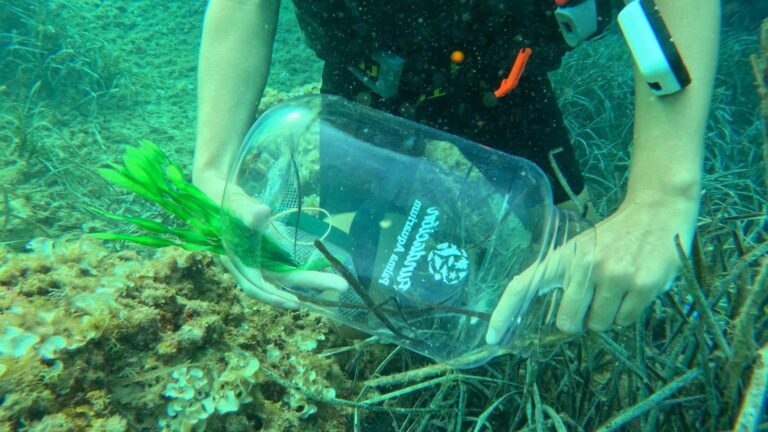 Un total de 55 peces pipa son liberados en el mar Balear como hito del Proyecto Peces Pipa