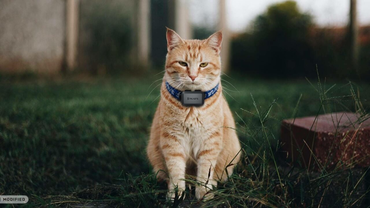 Localizador GPS para gatos curiosos y aventureros
