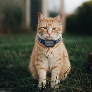 Localizador GPS para gatos curiosos y aventureros