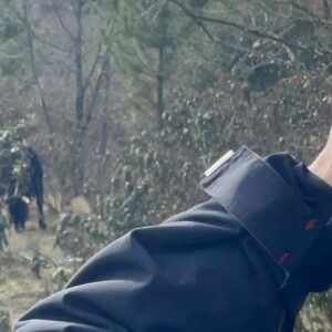 Cómo los grandes herbívoros ayudan a prevenir incendios forestales; el ejemplo del proyecto de renaturalización del Alto Tajo