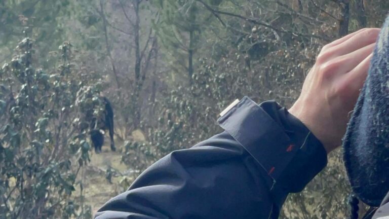 Cómo los grandes herbívoros ayudan a prevenir incendios forestales; el ejemplo del proyecto de renaturalización del Alto Tajo