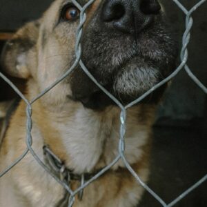 Un crédito de 896.627 euros financiará el centro de bienestar animal del Aljarafe