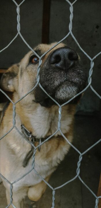 Un crédito de 896.627 euros financiará el centro de bienestar animal del Aljarafe