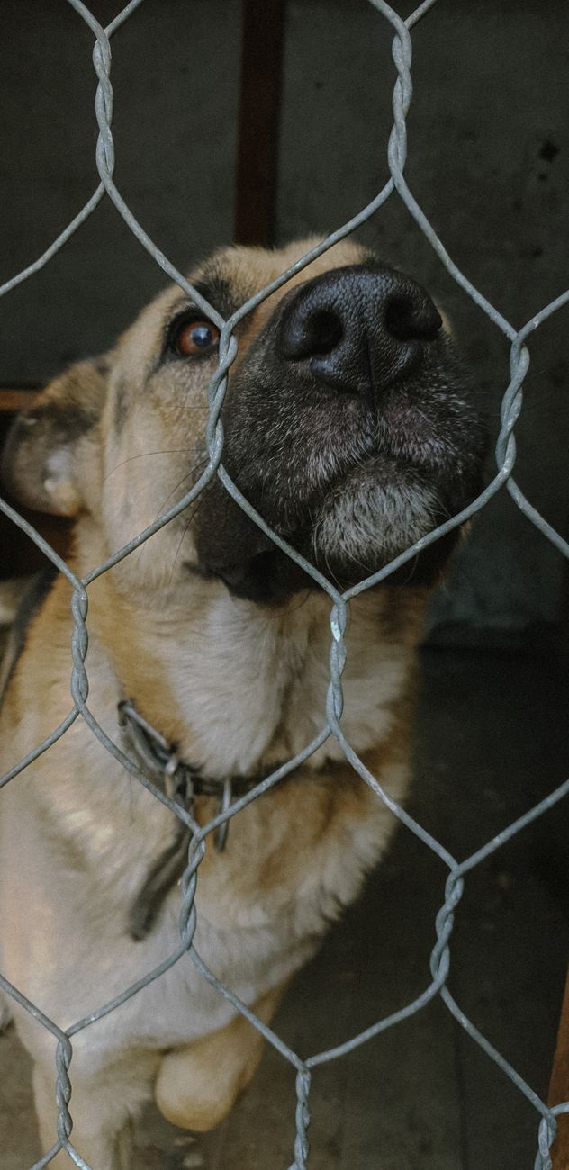 Un crédito de 896.627 euros financiará el centro de bienestar animal del Aljarafe