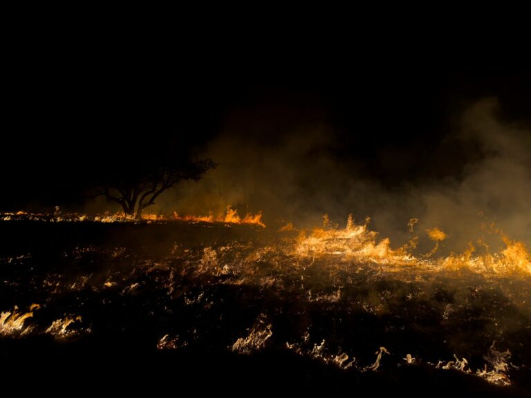 El fuego arrasa 15.842 hectáreas de cultivo aseguradas en lo que va de año