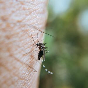 Andalucía eleva a 31 los casos de virus del Nilo con dos nuevos positivos en Sevilla