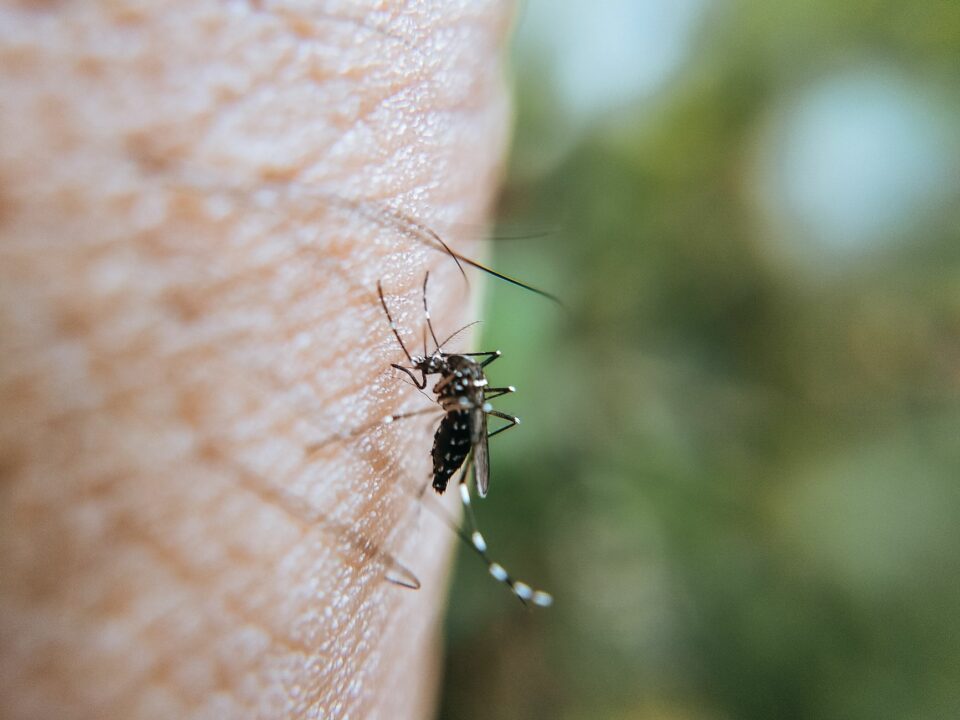 Andalucía eleva a 31 los casos de virus del Nilo con dos nuevos positivos en Sevilla