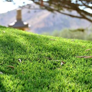 ¿Por qué septiembre es un buen momento para instalar césped artificial en tu jardín?