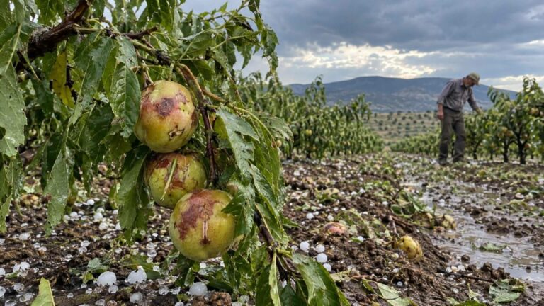 El granizo convierte agosto en un mes récord para el seguro agrario