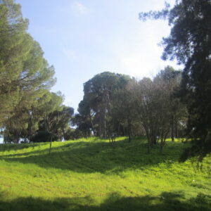 Alcalá de Guadaíra tendrá un parque multiaventura con tirolinas junto al Pinar de Oromana