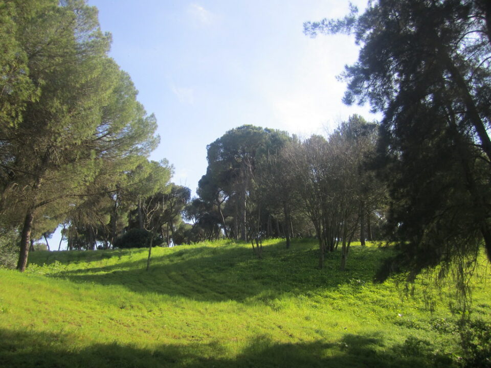 Alcalá de Guadaíra tendrá un parque multiaventura con tirolinas junto al Pinar de Oromana