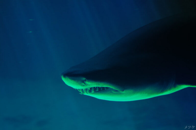 El Acuario de Sevilla abre de noche en Halloween con enigmas marinos y vigilia junto al Oceanario