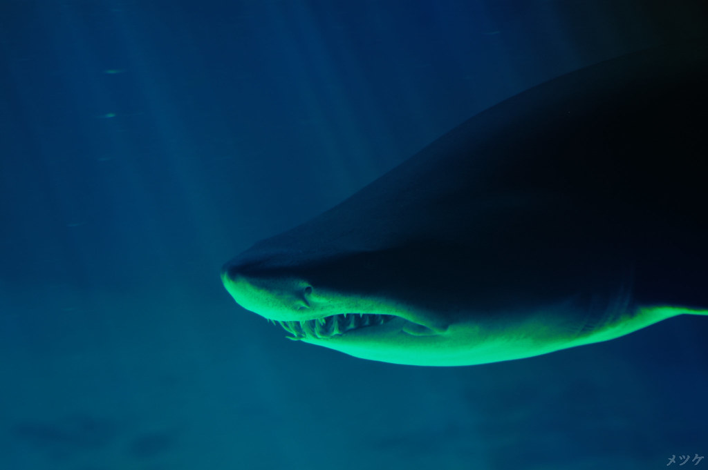 El Acuario de Sevilla abre de noche en Halloween con enigmas marinos y vigilia junto al Oceanario