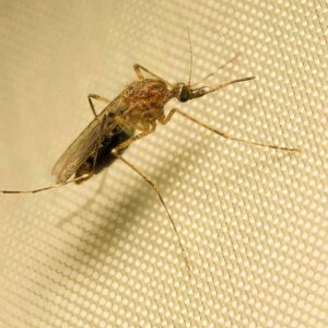 Los Palacios y Villafranca entra en alerta por el virus del Nilo tras un nuevo caso