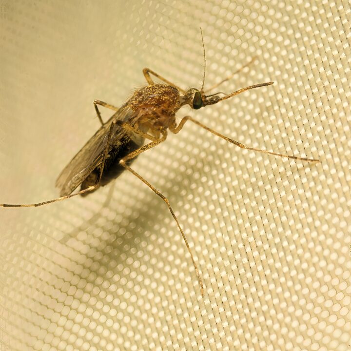Los Palacios y Villafranca entra en alerta por el virus del Nilo tras un nuevo caso