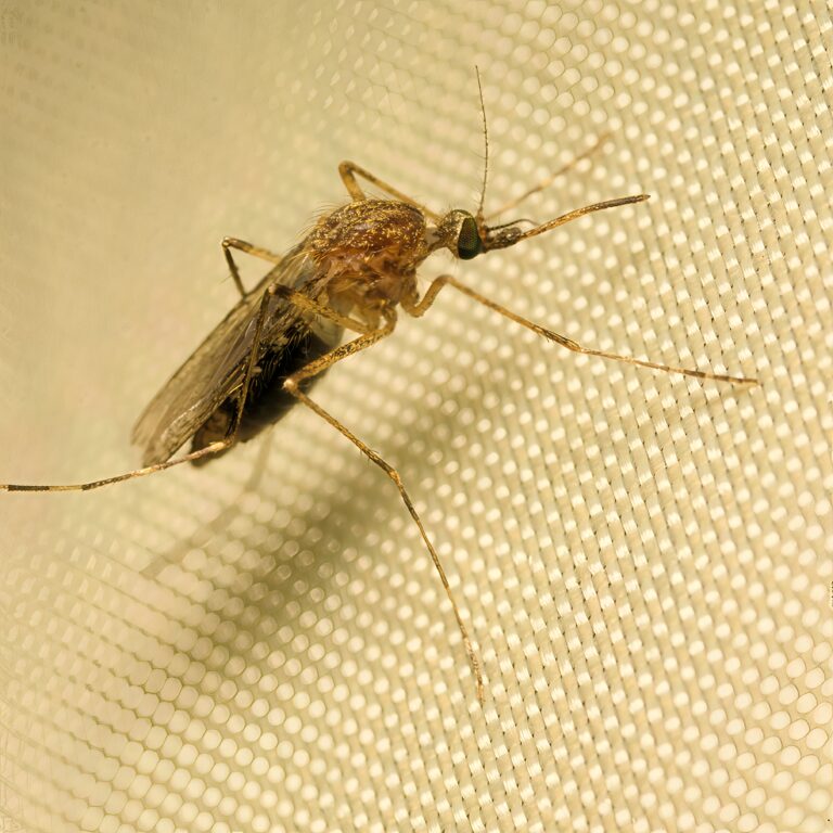Los Palacios y Villafranca entra en alerta por el virus del Nilo tras un nuevo caso