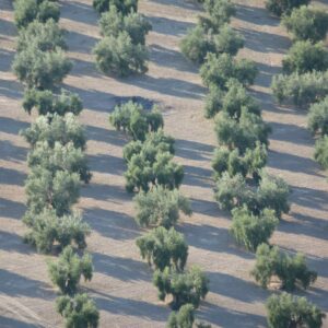 Andalucía empieza a pagar 775 millones de anticipo de la PAC a más de 187.600 agricultores y ganaderos