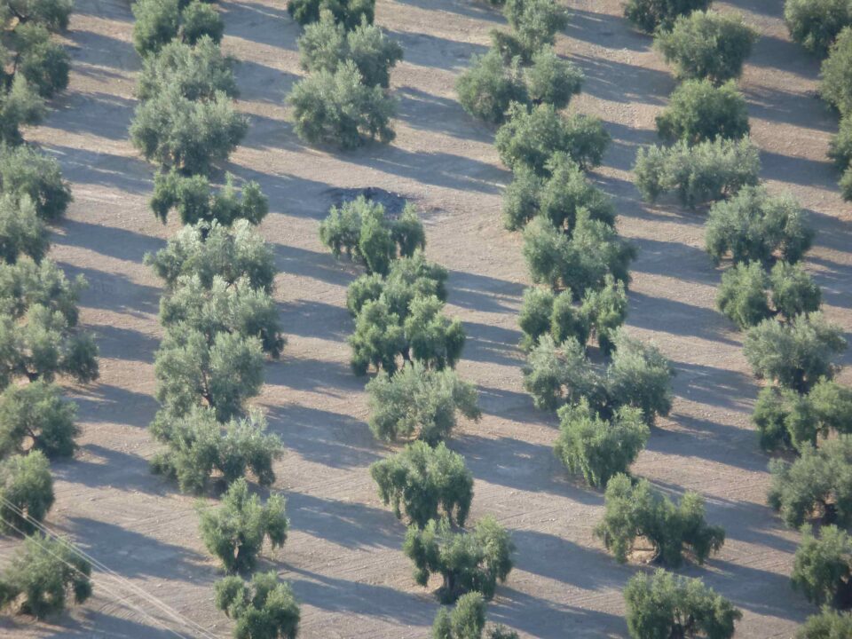 Andalucía empieza a pagar 775 millones de anticipo de la PAC a más de 187.600 agricultores y ganaderos