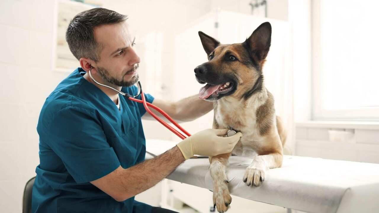 Línea Directa amplía su oferta con un Seguro para Mascotas que incorpora un Plan Veterinario completo