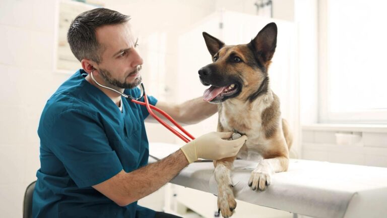 Línea Directa amplía su oferta con un Seguro para Mascotas que incorpora un Plan Veterinario completo