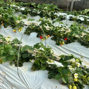 Del melocotón de Calanda a la fresa francesa; el ozono agrícola llega a Fruit Attraction