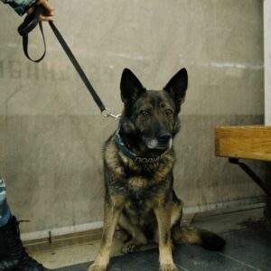La Guardia Civil despliega un dispositivo con perros en locales de ocio de Marchena y Estepa