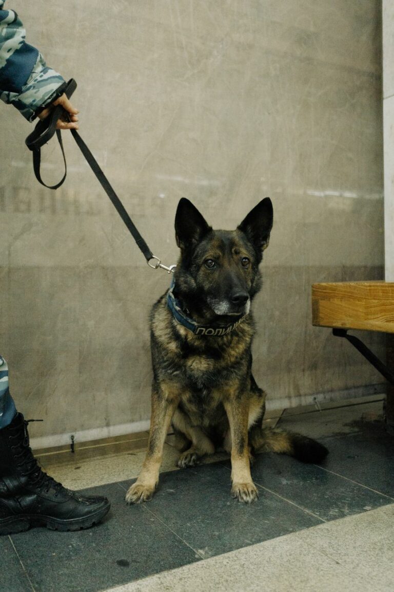 La Guardia Civil despliega un dispositivo con perros en locales de ocio de Marchena y Estepa