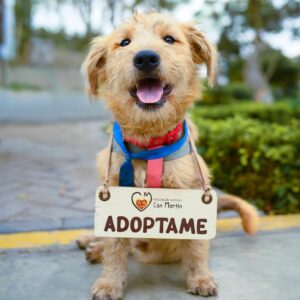 Sevilla impulsa la adopción de perros y gatos con la campaña Un hogar para cada huella