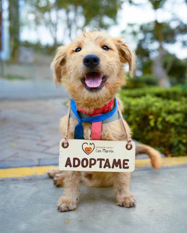 Sevilla impulsa la adopción de perros y gatos con la campaña Un hogar para cada huella