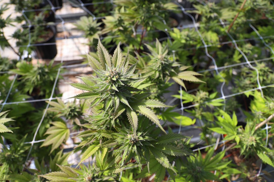 La Guardia Civil halla 420 plantas de marihuana en tres viviendas de Osuna
