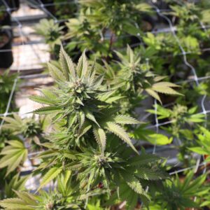 La Guardia Civil halla 420 plantas de marihuana en tres viviendas de Osuna