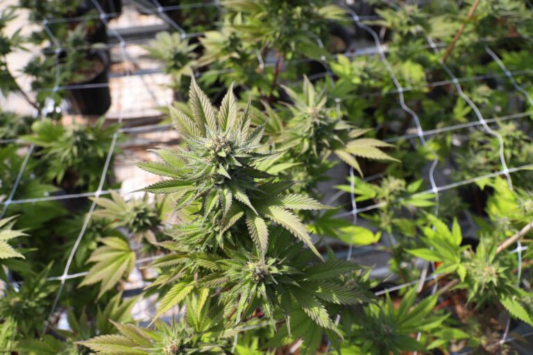 La Guardia Civil halla 420 plantas de marihuana en tres viviendas de Osuna